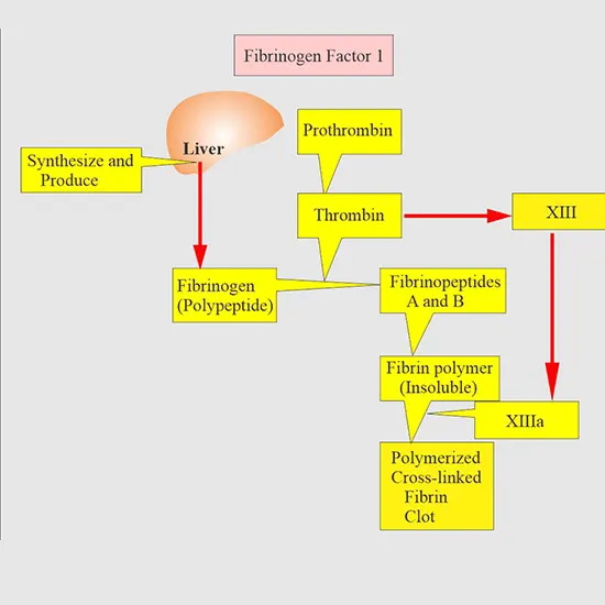 Fibrinogen Level Factor I Citrated Plasma